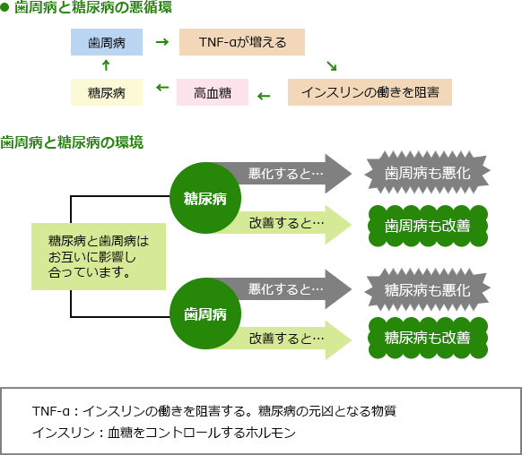 歯周病と糖尿病の悪循環